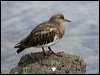 black_turnstone_108246
