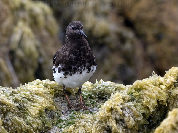 Black Turnstone black_turnstone_107667.psd