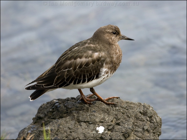 Black Turnstone black_turnstone_108246.psd