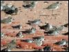 broadbill_sandpiper_40224
