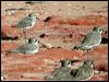 broadbill_sandpiper_40237