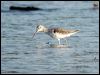 common_greenshank_00313