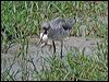 common_greenshank_19861