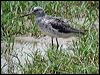 common_greenshank_19885