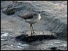 Click here to enter gallery and see photos of Common Greenshank