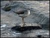 common_greenshank_84240