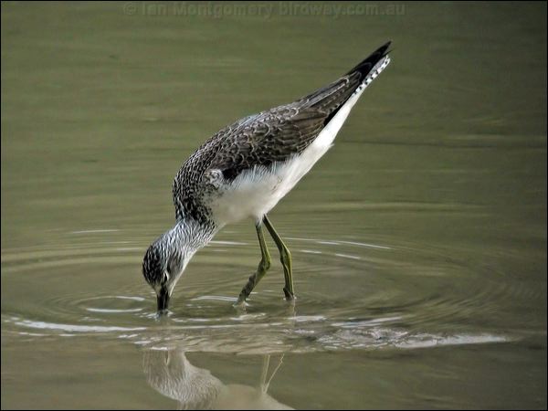 Common Greenshank common_greenshank_13585.jpg