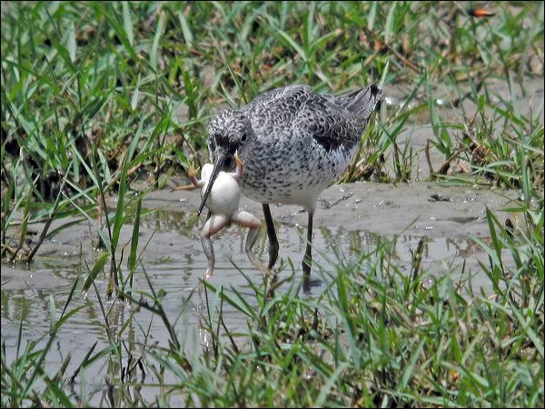 Common Greenshank common_greenshank_19861.jpg