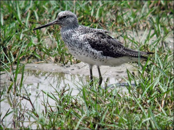 Common Greenshank common_greenshank_19885.jpg