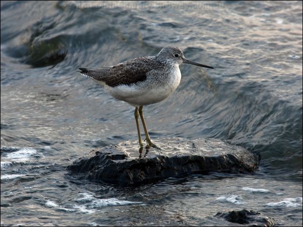 Common Greenshank common_greenshank_84240.psd
