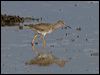 common_redshank_140624