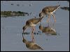 common_redshank_140631