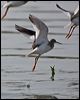 common_redshank_160298