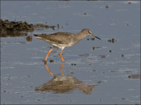 Common Redshank common_redshank_140624.psd