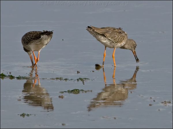Common Redshank common_redshank_140626.psd
