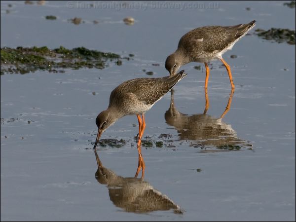 Common Redshank common_redshank_140631.psd