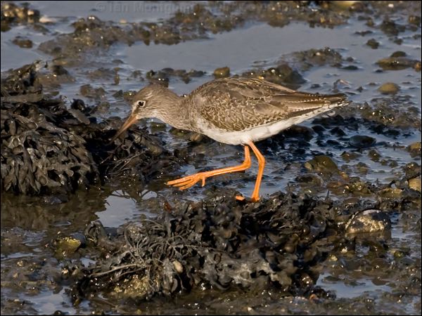 Common Redshank common_redshank_140648.psd