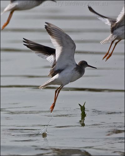 Common Redshank common_redshank_160298.psd
