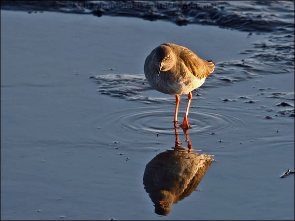Common Redshank common_redshank_83617.psd