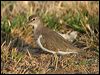 common_sandpiper_09063