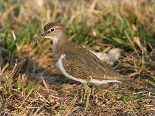 Common Sandpiper common_sandpiper_09063.jpg