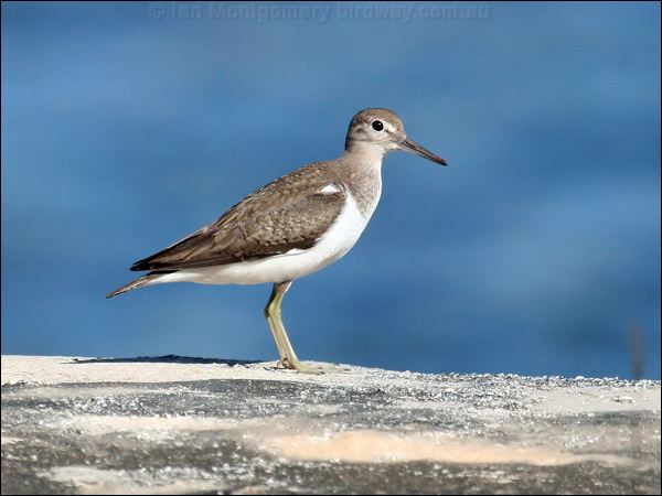 Common Sandpiper common_sandpiper_40330.jpg