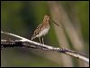 Click here to enter gallery and see photos of Common Snipe