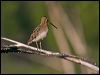 common_snipe_143123