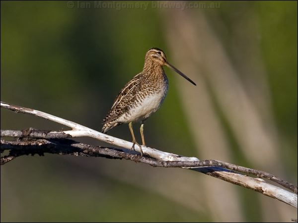 Common Snipe common_snipe_143121.psd