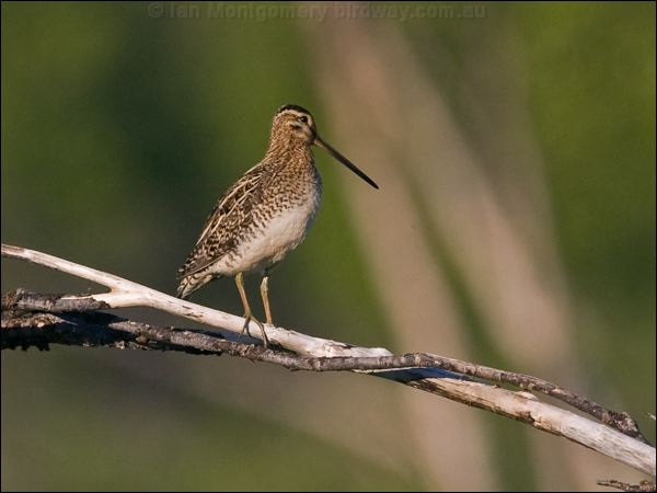 Common Snipe common_snipe_143123.psd
