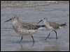 curlew_sandpiper_210897