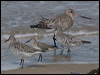 curlew_sandpiper_210900