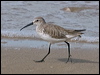 curlew_sandpiper_210912