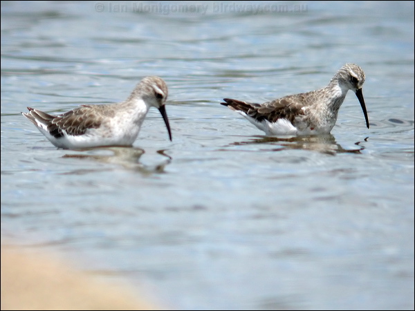Curlew Sandpiper curlew_sandpiper_07947.jpg