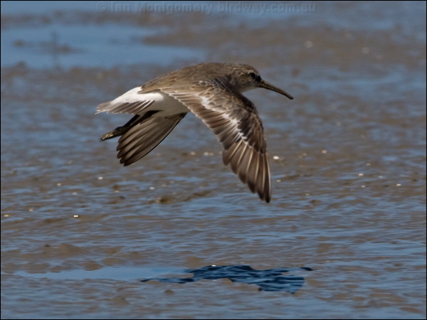 Curlew Sandpiper curlew_sandpiper_113581.psd