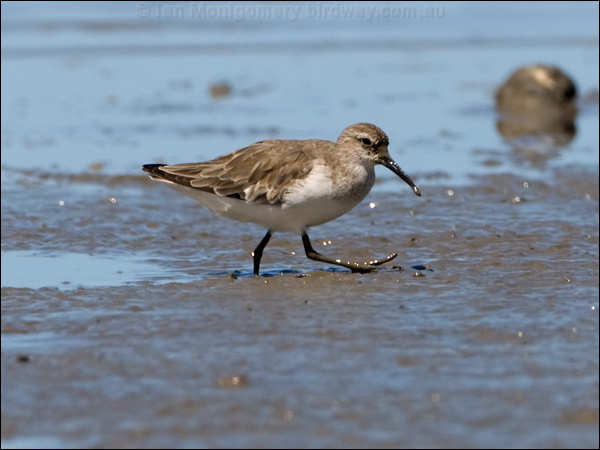 Curlew Sandpiper curlew_sandpiper_113607.psd