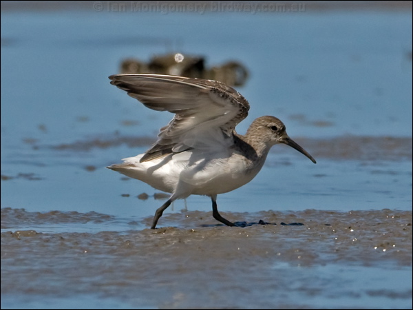 Curlew Sandpiper curlew_sandpiper_113613.psd