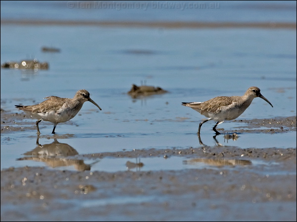Curlew Sandpiper curlew_sandpiper_113624.psd