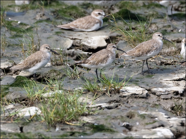 Curlew Sandpiper curlew_sandpiper_113740.psd