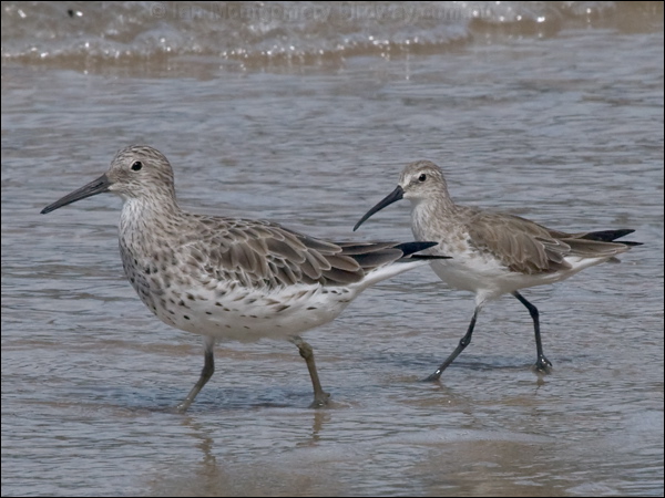 Curlew Sandpiper curlew_sandpiper_210897.psd