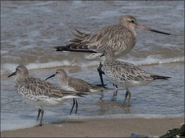 Curlew Sandpiper curlew_sandpiper_210900.psd