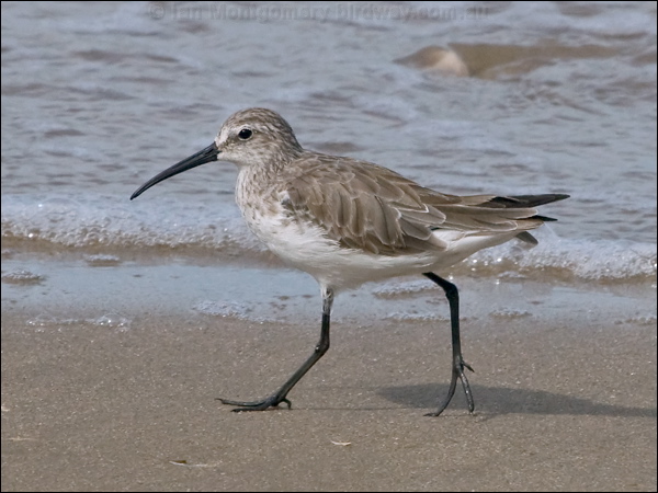 Curlew Sandpiper curlew_sandpiper_210912.psd