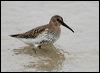 dunlin_20458