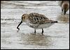 dunlin_20465