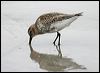dunlin_20520