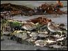 dunlin_52482