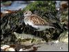 dunlin_52493