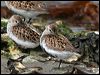 dunlin_52499