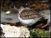 dunlin_52503