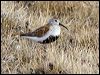 dunlin_66354